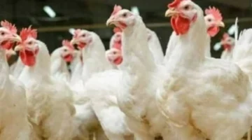 استقرار أسعار الفراخ البيضاء والساسو والأمهات في الأسواق بعد موجة انخفاض